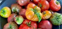 tomatoes1-450.png for HOrT COCO-UC Master Gardener Program of Contra Costa Blog