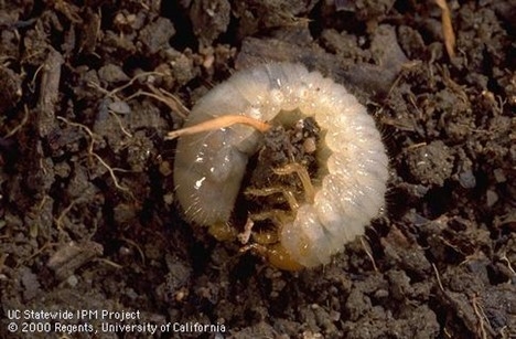 Photo of a Masked Chafer Grub