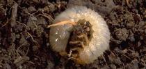 Masked Chafer Grub Larva for HOrT COCO-UC Master Gardener Program of Contra Costa Blog