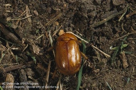 Photo of adult Masked Chafer Beetle