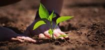 hands-planting-pepper450 for HOrT COCO-UC Master Gardener Program of Contra Costa Blog