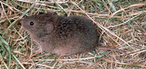 Vole (meadow mouse) Credit: Jack Kelly Clark, UC IPM for HOrT COCO-UC Master Gardener Program of Contra Costa Blog
