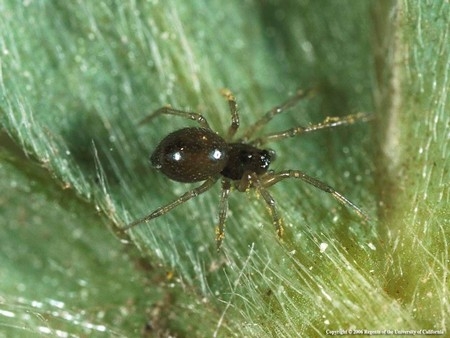 Photo of a Dwarf Spider