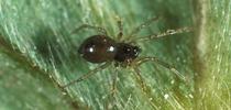 Dwarf Spider for HOrT COCO-UC Master Gardener Program of Contra Costa Blog