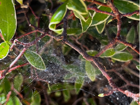 Photo of spider webs on Daphne shrub