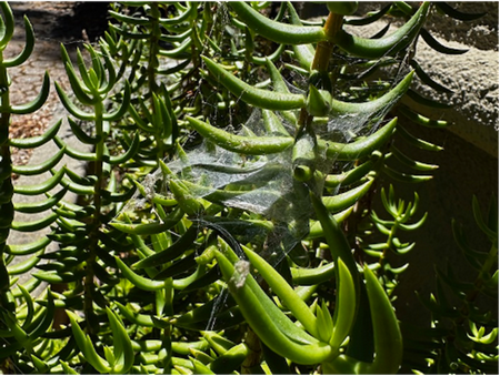 Photo of webs on succulent