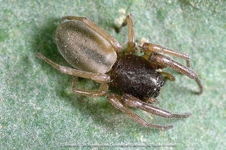 Photo of a Sac spider (Trachelas pacificus)