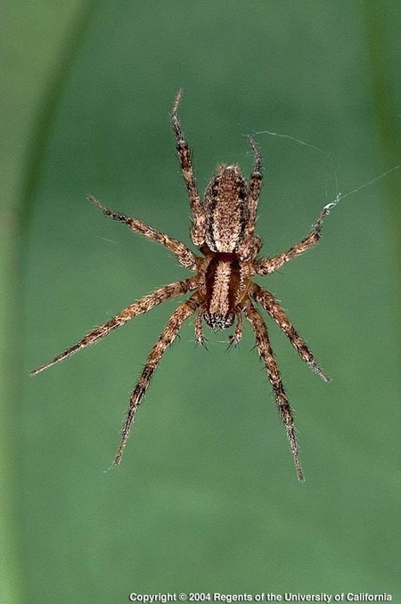 Photo of a Funnel weaver spider