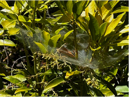 Photo of webs on a Japanese Pieris