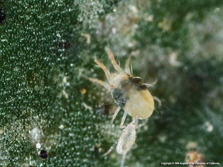 Photo of the Two-spotted spider mite