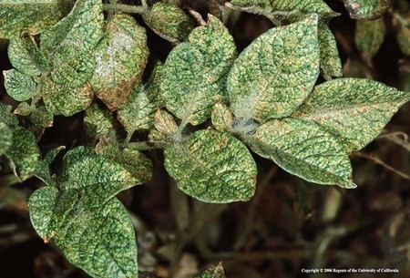 Photo of spider mite damage