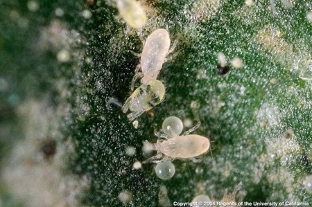 Photo of two predatory mites with spider mite and spider mite eggs