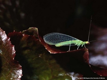 Photo of adult lacewing