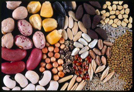 Photo of many different kinds of seeds