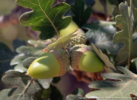 Photo of Valley Oak acorns