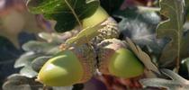 Valley oak acorns for HOrT COCO-UC Master Gardener Program of Contra Costa Blog