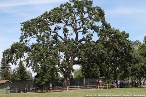 Photo of a mature Valley Oak tree