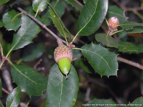 Photo of an interior live oak acorn