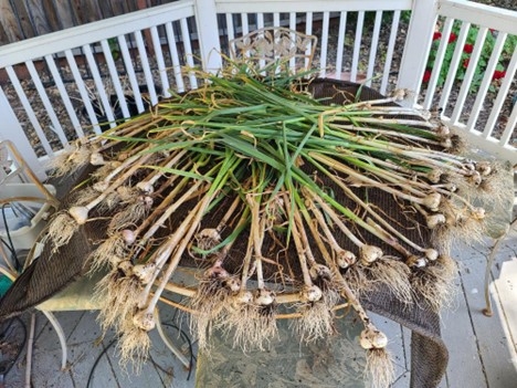 Photo of harvested garlic