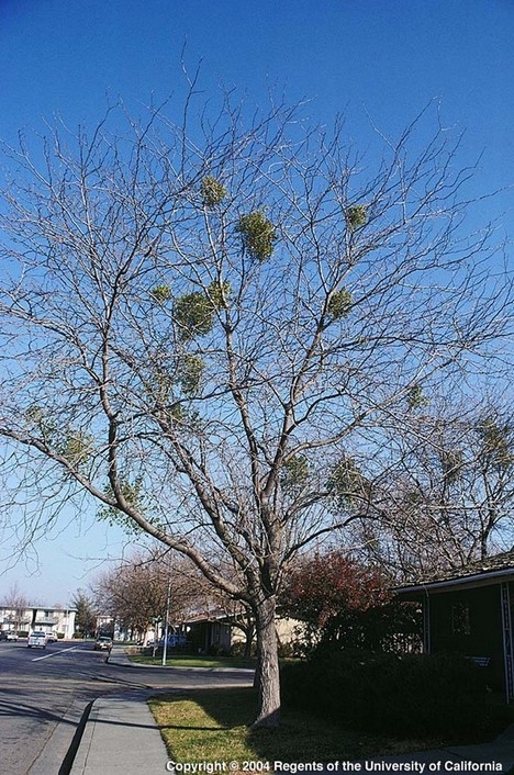 Mistletoe in a tree