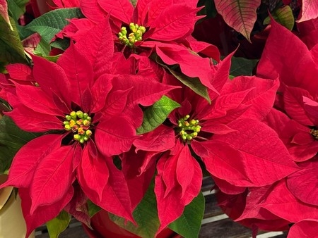 Up-close photo of a Poinsettia