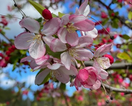 Photo of apple blossoms