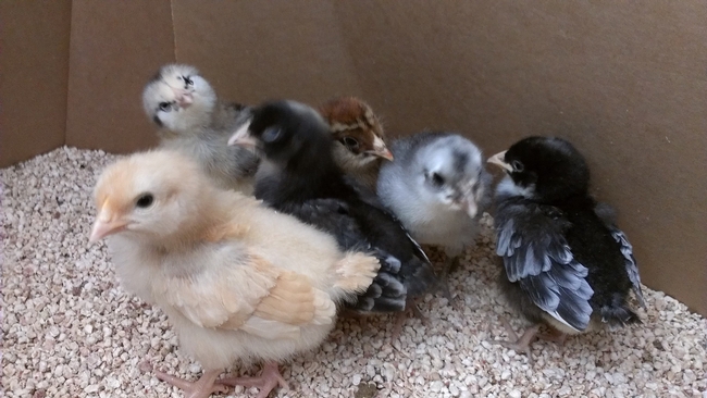 Three day old chicks in a brood box.