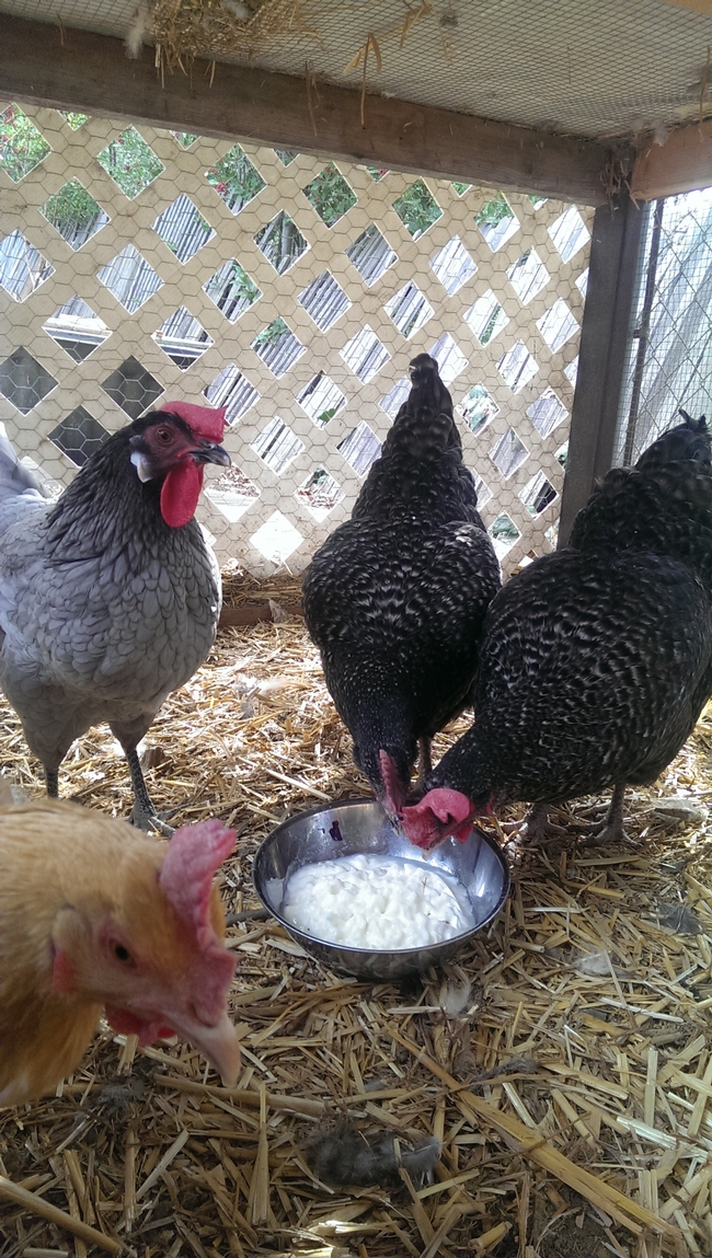 Chickens eating yogurt from a bowl.