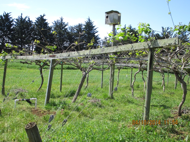 Cabled support structure for kiwi vines topped with owl box