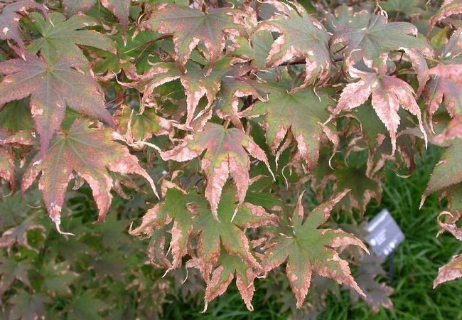 Japanese Maple leaf scorch