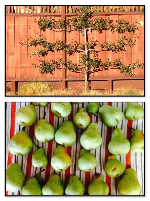 Barlett pears and pear tree
