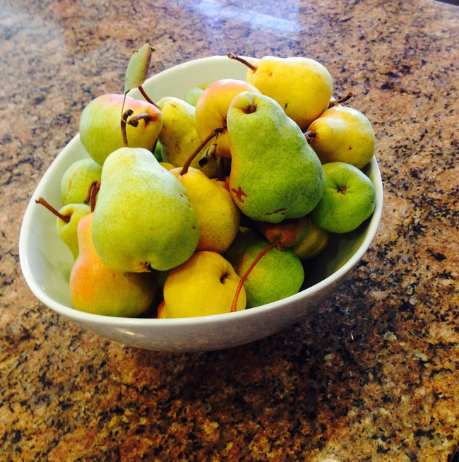 Ripening Bartlett Pears