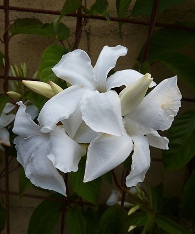 Chilean jasmine