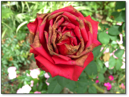 Sunburned Rose