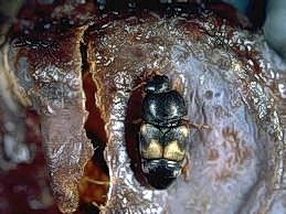 Dried Fruit Beetle