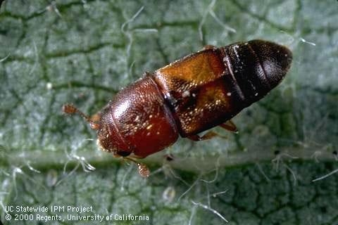 Adult Confused Sap Beetle