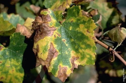 Leaf Damaged by Pierce's Disease