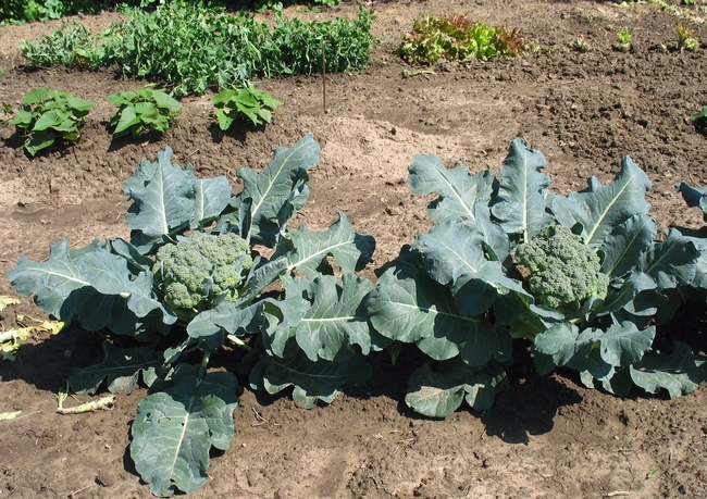 Two large Broccoli Plants in the Garden