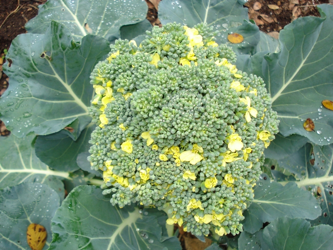 Photo of broccoli beginning to bolt/flower