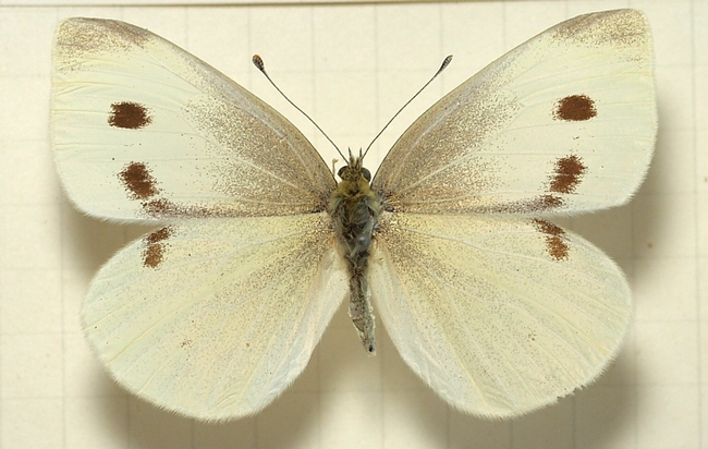 Pieris rapae - female white cabbage butterfly