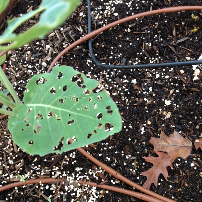 Damage on broccoli leaf from cabbage worm