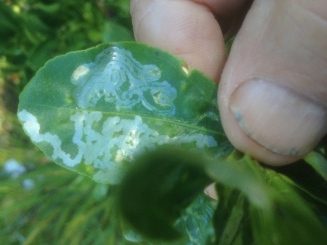 Typical Leafminer damage to young citrus leaf