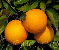 Washington Navel Orange