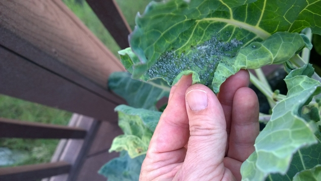 Brussel Sprouts with Aphids