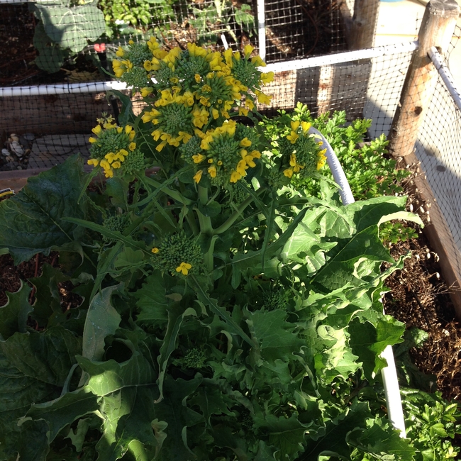 Broccoli Raab with Yellow Bolting Flowers