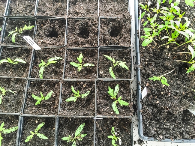 sprouted seedlings being transplanted