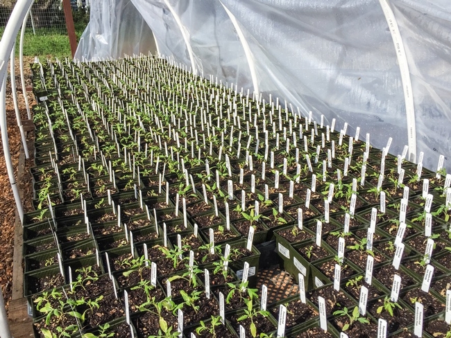 Seedlings arranged on pallets in Greenhouse