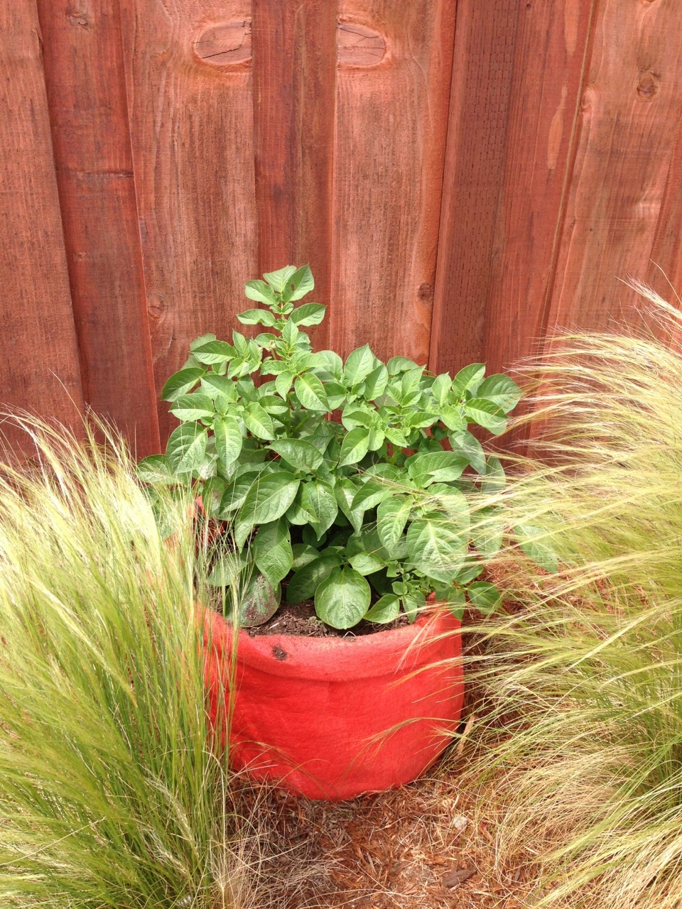 Gardening :: Seed Potatoes :: Summer Planting :: Potato Grow Bag