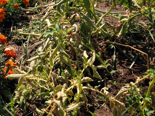 potato plants dying from verticillium wilt