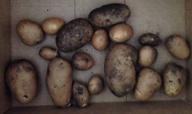 box of picked potatoes